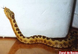 vipera