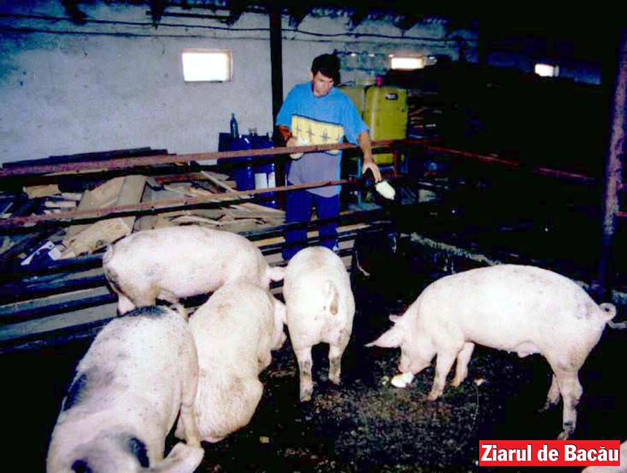 instead Artistic Bog S-a liberalizat comerțul de carne de porc crescut în gospodării - Ziarul de  Bacău