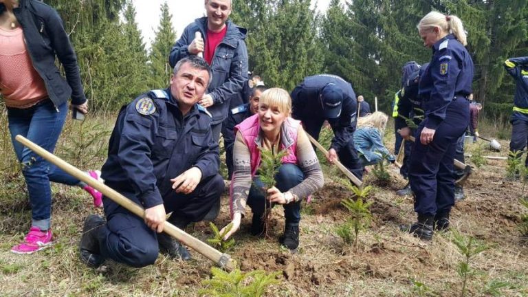 plantare fantanele