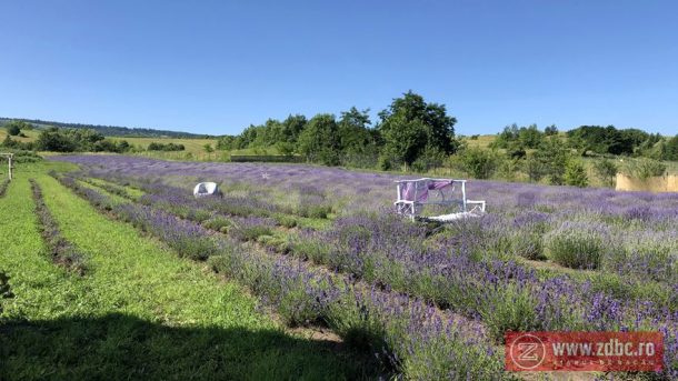 afacere lavanda bacau